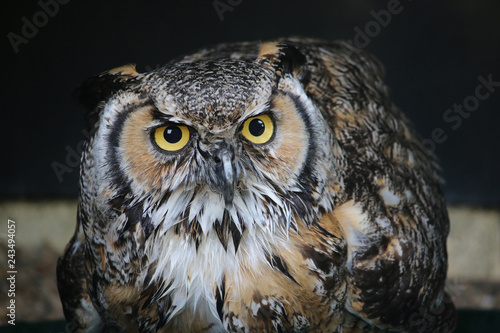 Great horned owl facing forwards © JohnatAPW
