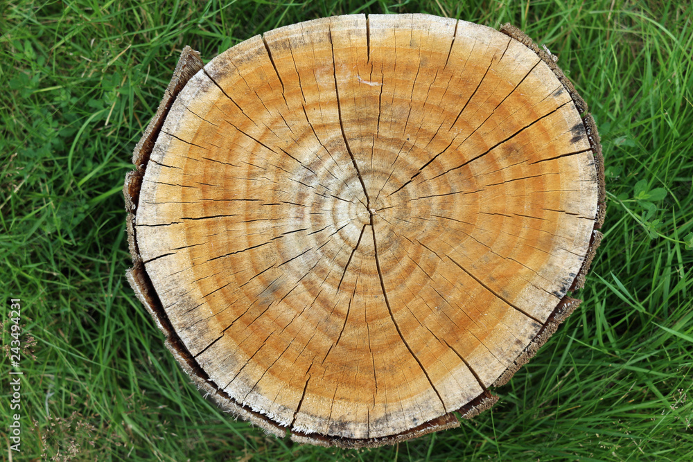 Fototapeta premium Cross section of cut tree stump
