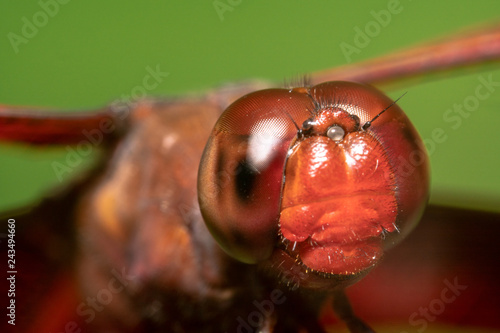 Close up shot of an Indonesian Red winged Dragonfly - Neurothemis terminata with a beautiful green background photo