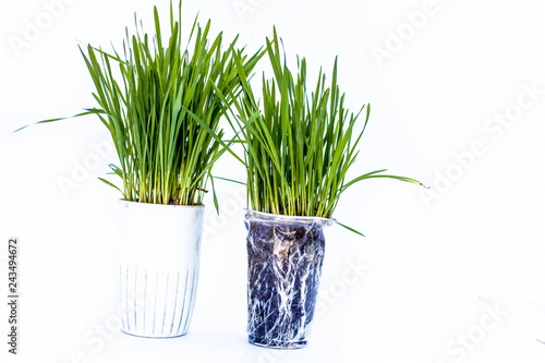 Close up of two small pots containing wheat grass in them isolated on white.