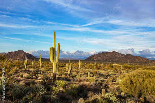 Scottsdale AZ landscape image with cactus and mountains.