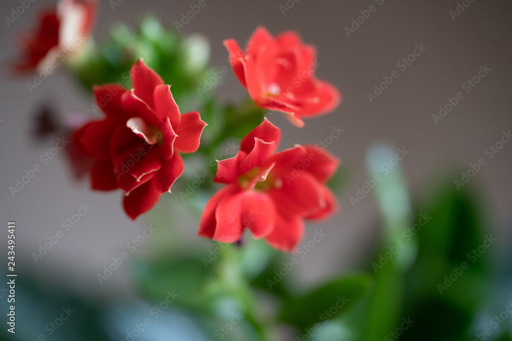 red small flower with leaf. flower blurred background. Colorful flowers in nature. - macro closeup Image red small flower with leaf. flower blurred background. Colorful flowers in nature. - macro closeup Image