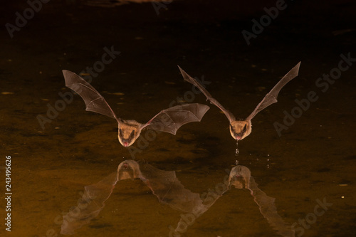 Pallid Bat drinking from pond at night