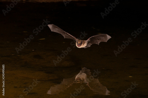 Pallid Bat drinking from pond at night