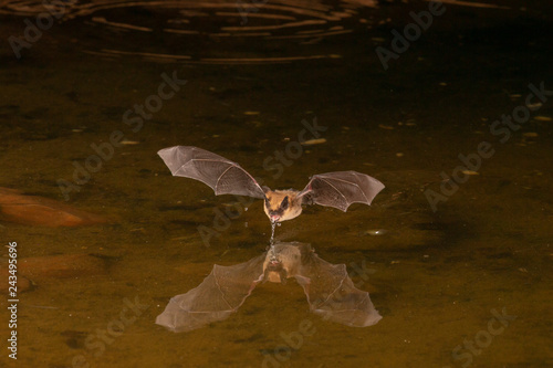 Pallid Bat drinking from pond at night photo