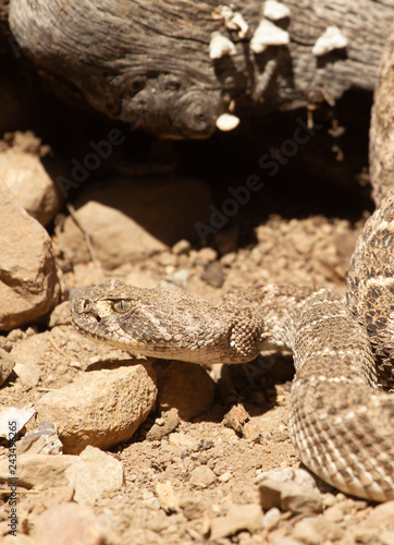 Western Diamondback Rattle snake in Arizona USA