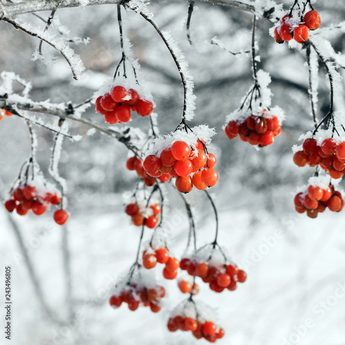 Viburnum In The Snow. Beautiful winter