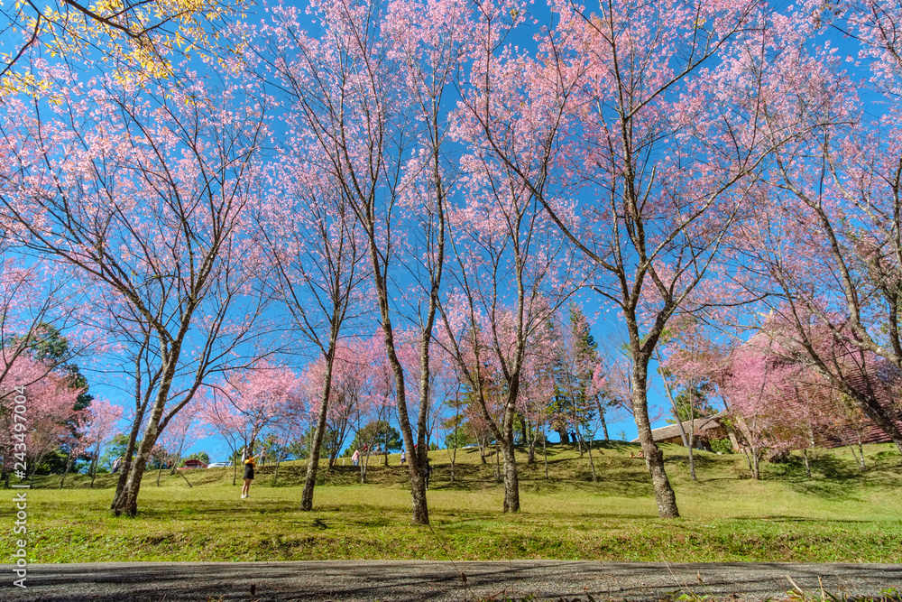Cherry blossom tree in garden under blue sky Cherry blossom tree in garden under blue sky