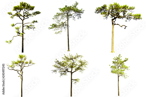  pine tree group isolated on white background.