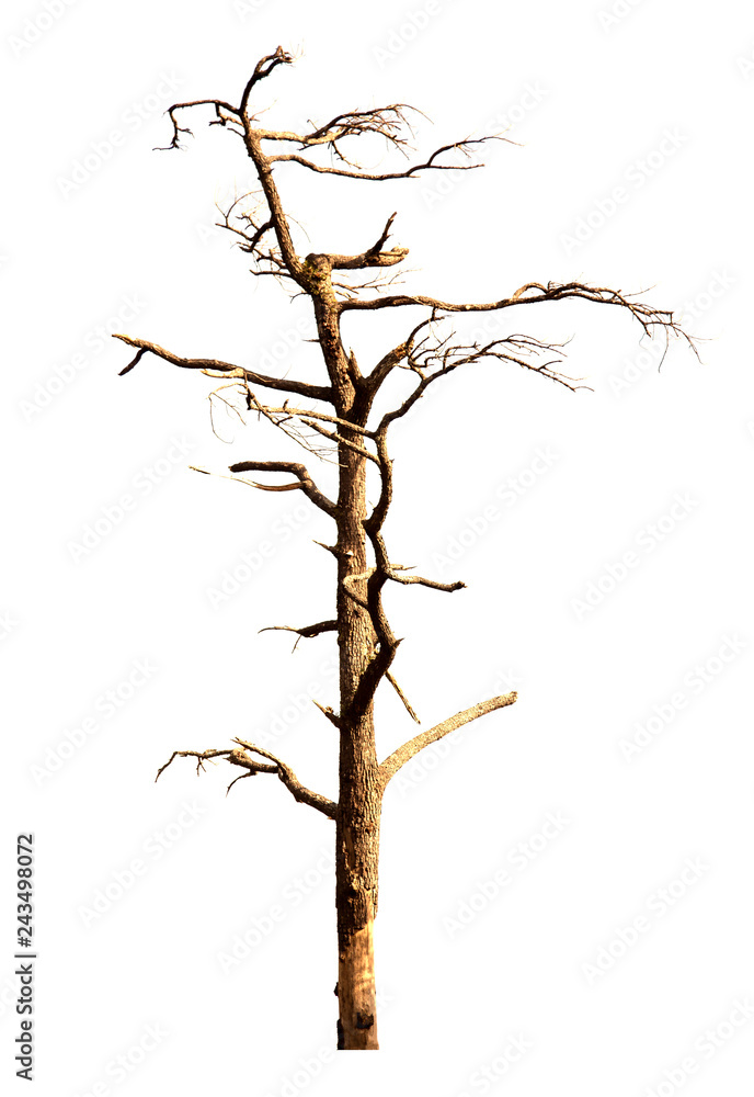 Dead tree isolated on white background Suitable for use. Dead tree isolated on white background Suitable for use.