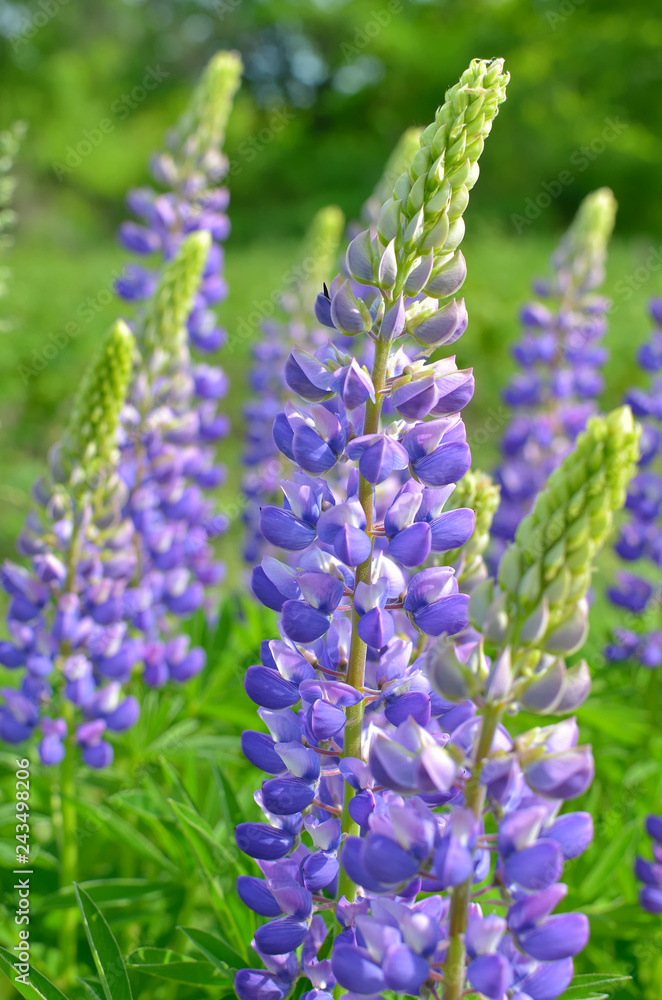 Lupines Lupines