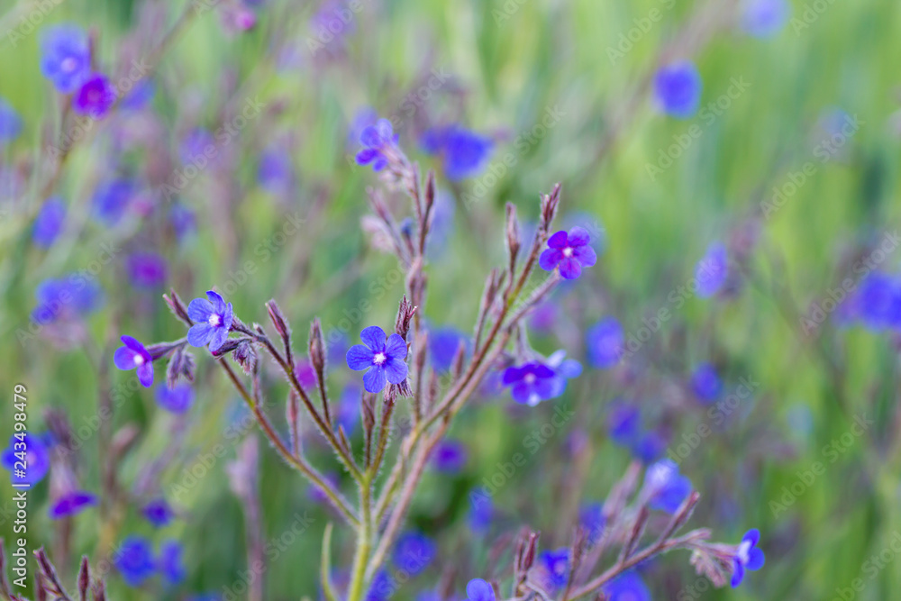 Obraz premium Anchusa azurea violet blue flowers growing wild in the countryside at springtime