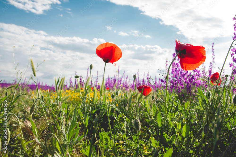 Obraz premium Colorful wild flowers in springtime