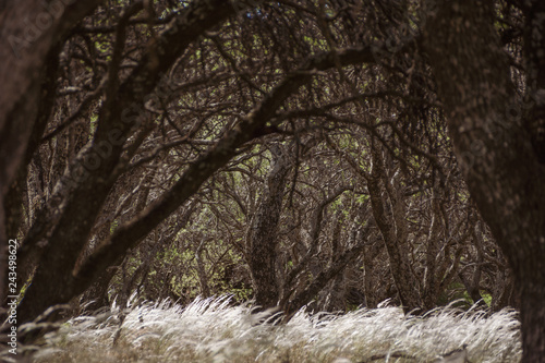 Bosque de Caldenes photo