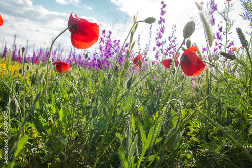 Springtime wild flowers photo