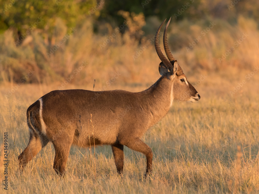 Obraz premium Waterbuck in Botswana Africa
