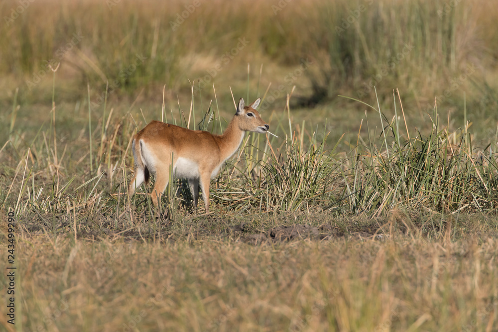 Red Lechwe in Botswana Africa Red Lechwe in Botswana Africa