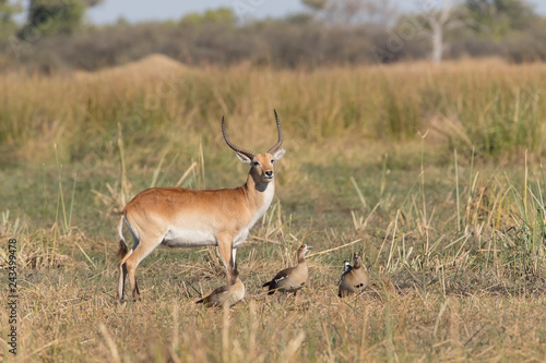 Red Lechwe in Botswana Africa