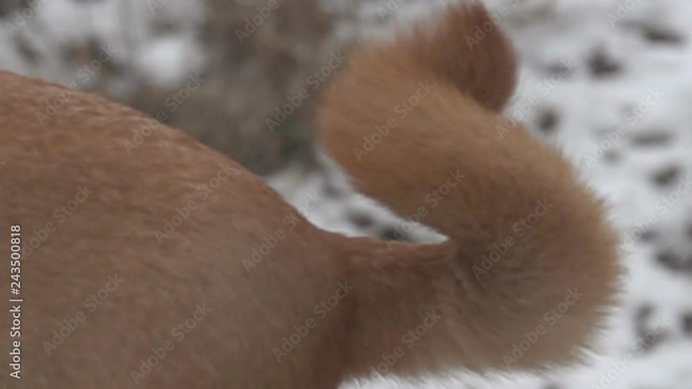 Dog wagging its tail (dog wiggles his tail). But there are situations