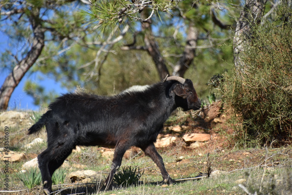 Black Mountain Goat, Center-Left Frame, Cyprus