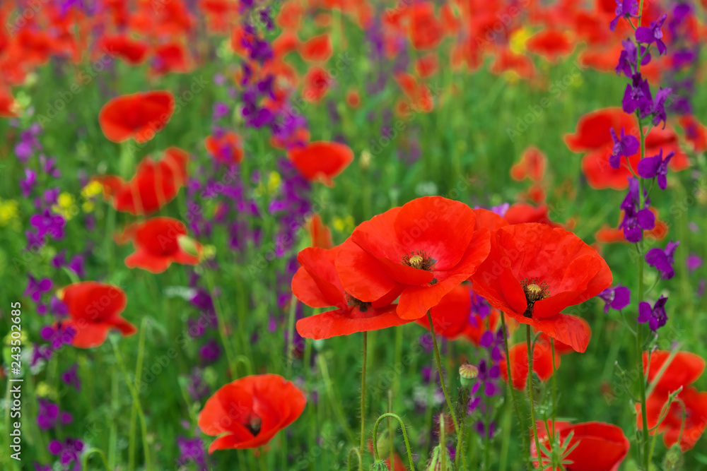 Beautiful colorful flowers, poppies on the field