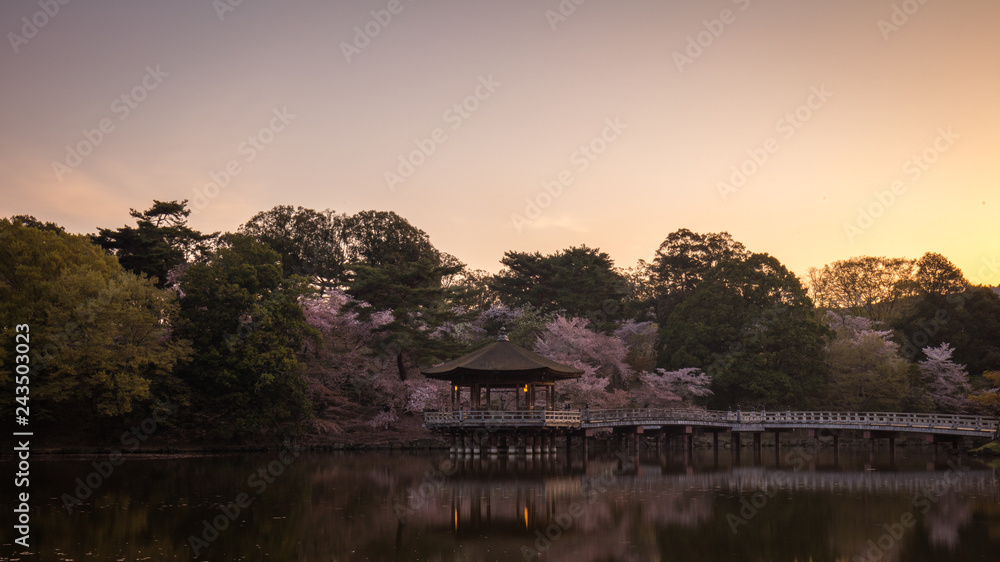 Fototapeta premium 奈良県 浮見堂 桜