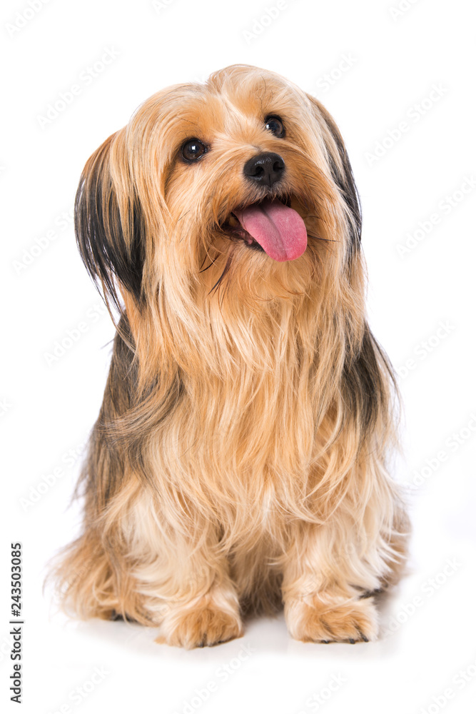 Little cross breed dog isolated on white background