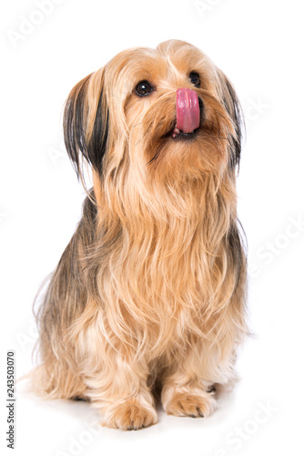 Licking dog isolated on white background © DoraZett