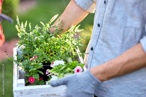 Guy gardener in garden gloves holds the white wooden box with pots with seedlings in hands outdoor on a sunny day.