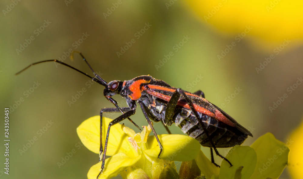 Insecto Insecto