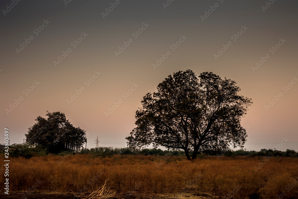 Silhouette of a two tree during sunset with clouds in the deep wilderness of forest concept of loneliness and break-up.