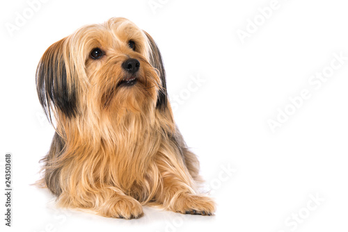 Little cross breed dog isolated on white background and looking up