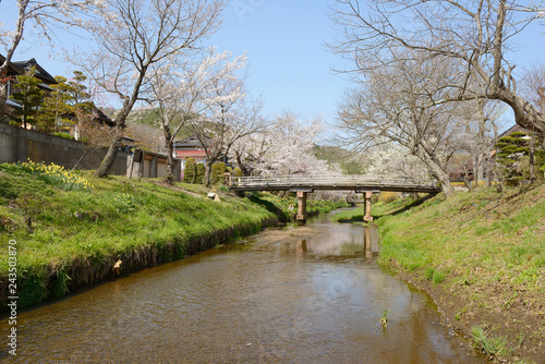 忍野八海の桜