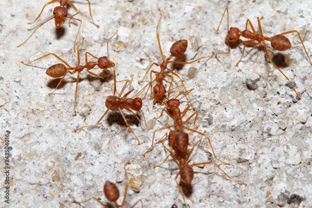 Group Oecophylla smaragdina Fabricius (red ant) on floor