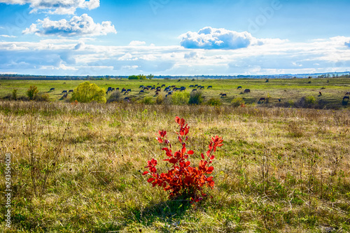 Type of pasture in the autumn steppe in the Donbass.
