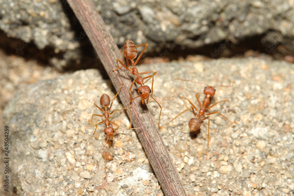 Oecophylla smaragdina Fabricius (red ant) on floor Oecophylla smaragdina Fabricius (red ant) on floor