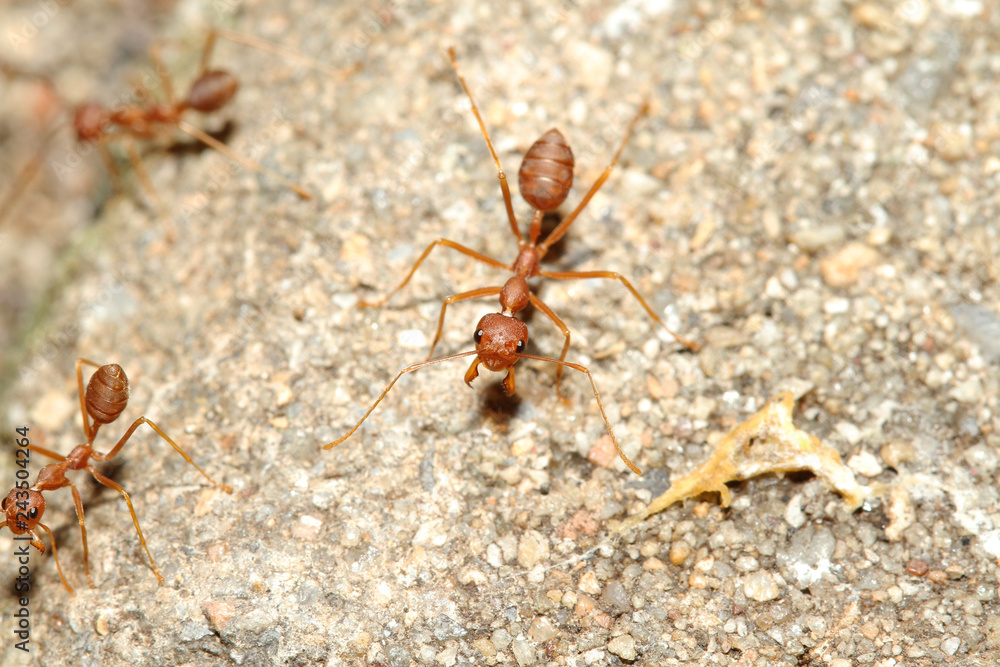 Oecophylla smaragdina Fabricius (red ant) on floor Oecophylla smaragdina Fabricius (red ant) on floor