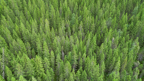 Aerial view of green fir trees.