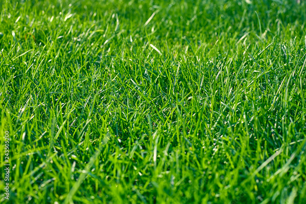 Green grass. Summer background Green grass. Summer background