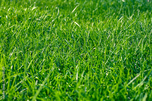 Green grass. Summer background