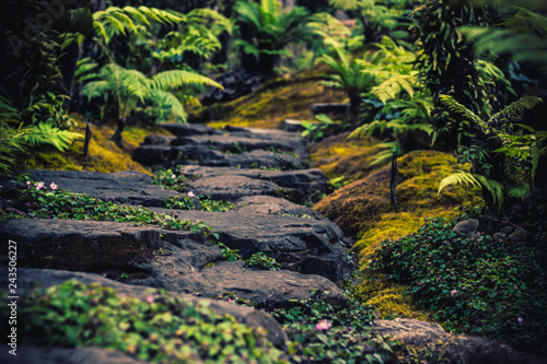 Hiking trails simulating tropical forests © n_u_t