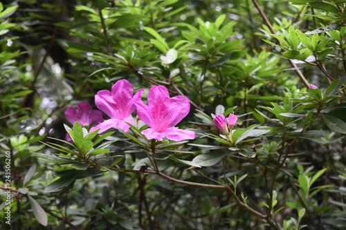 Wallpaper Mural azalea purple in park natural Torontodigital.ca
