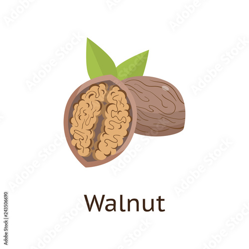 The fruit of the plant is a hard-shelled nut with an edible core.