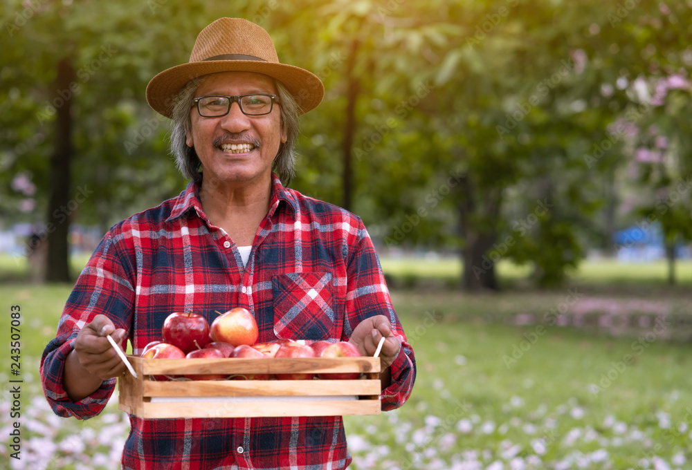 Elderly gardener smiling and hold apples on a wooden box after picking from apple farm