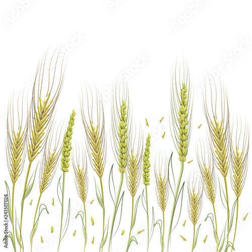 Wheat watercolor background. Spikes on a white background.