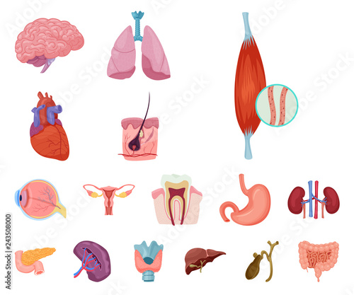 Vector design of body and human sign. Collection of body and medical stock vector illustration.