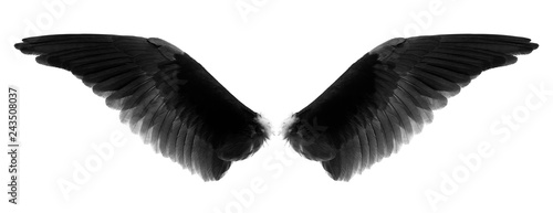 black wings of egle isolated on a white