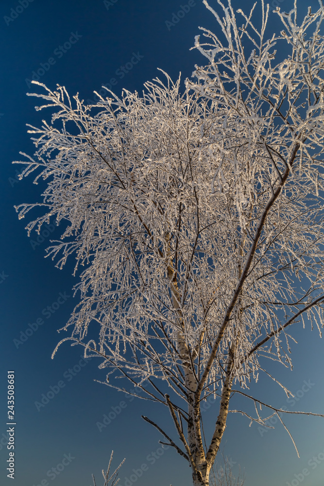Naklejka premium Drzewa zakrywający z szronem w pogodnym zima dniu