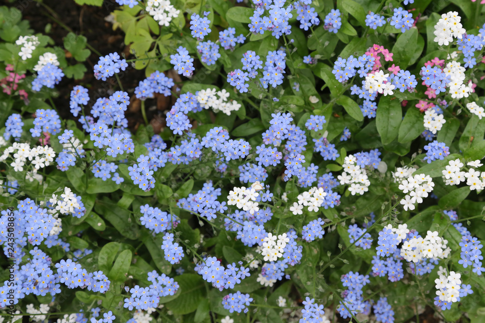 Spring flowers in a garden. Myosotis, also known as forget-me-not Spring flowers in a garden. Myosotis, also known as forget-me-not