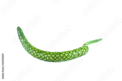 Pinellia ternata white background in studio photo